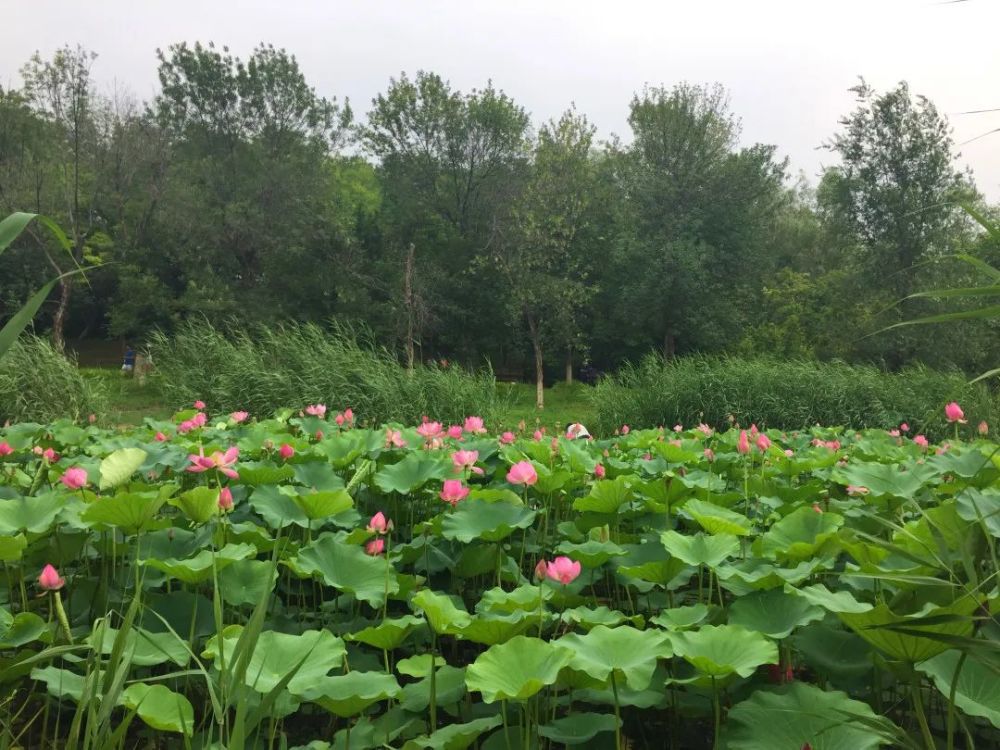 奥森公园|太美了！朝阳这儿的荷花又开了～可以开始来打卡啦！