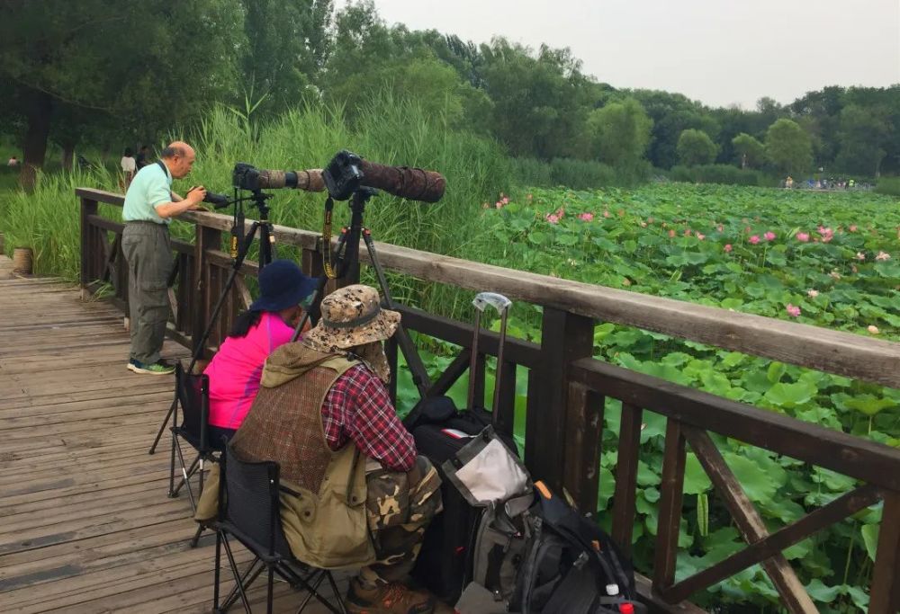 奥森公园|太美了！朝阳这儿的荷花又开了～可以开始来打卡啦！