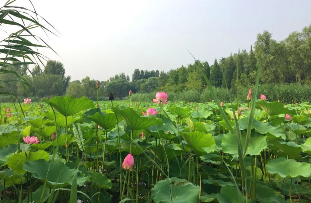奥森公园|太美了！朝阳这儿的荷花又开了～可以开始来打卡啦！
