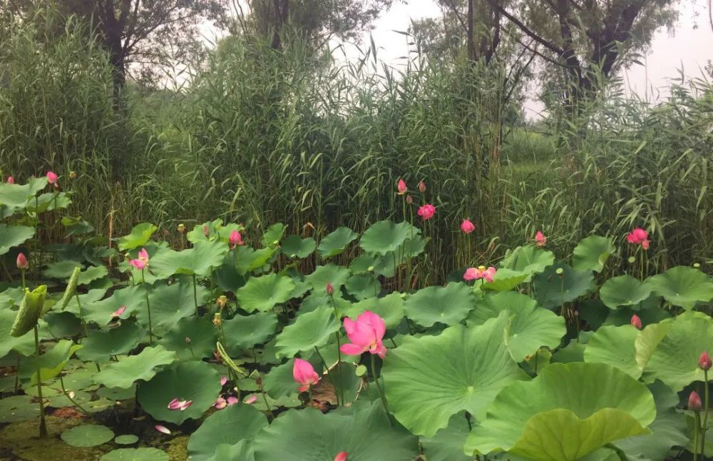 奥森公园|太美了！朝阳这儿的荷花又开了～可以开始来打卡啦！