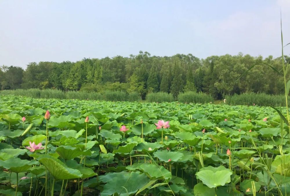 奥森公园|太美了！朝阳这儿的荷花又开了～可以开始来打卡啦！