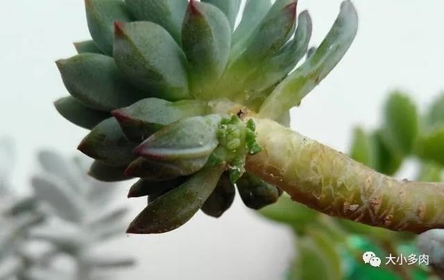 多肉|多肉叶心受损影响生长，日常预防重在这几个养护小细节