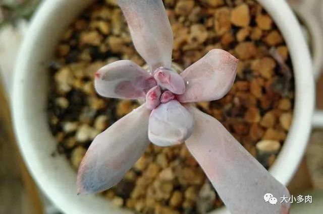 多肉|多肉叶心受损影响生长，日常预防重在这几个养护小细节