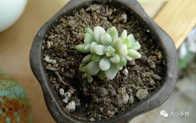 多肉|多肉叶心受损影响生长，日常预防重在这几个养护小细节