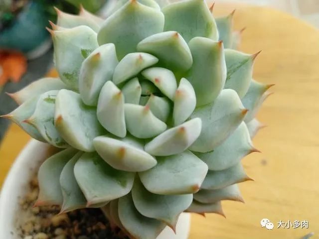 多肉|多肉叶心受损影响生长，日常预防重在这几个养护小细节