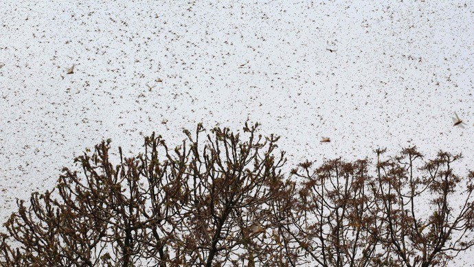 蝗灾|蝗灾会对世界粮食安全造成威胁吗？人类如何智对这种虫灾