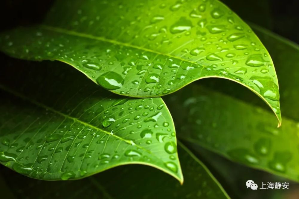 收藏 梅雨季 这样养花长得比别人家好 腾讯新闻