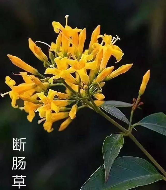 断肠草开花的样子