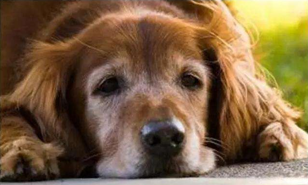 警惕 浅谈暮年犬已经生病了 日常改变有哪些 曙光健康网