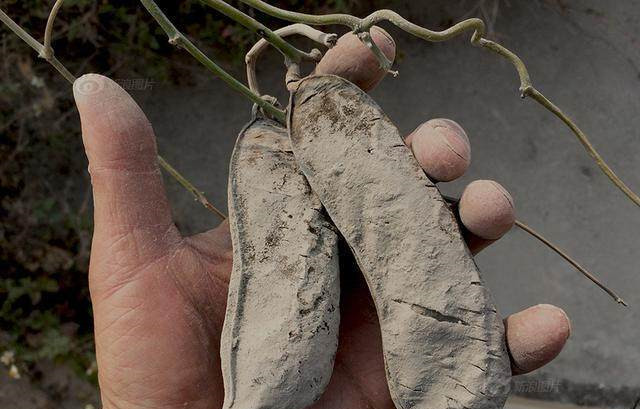 日本_历史|饥寒交迫的年代，日本731部队连农作物都不放过，天怨人艾！