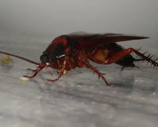 蟑螂|中国人最“讨厌”的蟑螂，在澳大利亚却成了宠物，体型更大