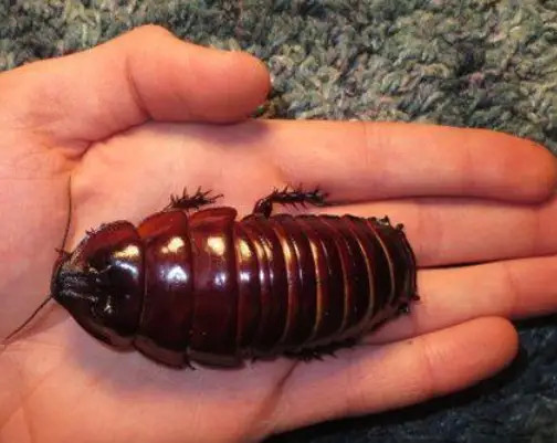 蟑螂|中国人最“讨厌”的蟑螂，在澳大利亚却成了宠物，体型更大