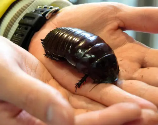 蟑螂|中国人最“讨厌”的蟑螂，在澳大利亚却成了宠物，体型更大