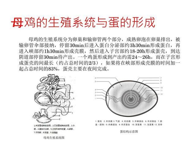 公鸡连作案工具都没有它是怎么让母鸡生蛋孵小鸡的