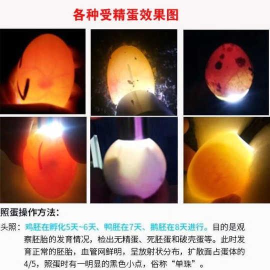 母鸡|公鸡连“作案工具”都没有，它是怎么让母鸡生蛋孵小鸡的？