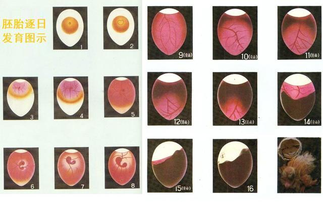 小鸡21天孵化过程图解图片