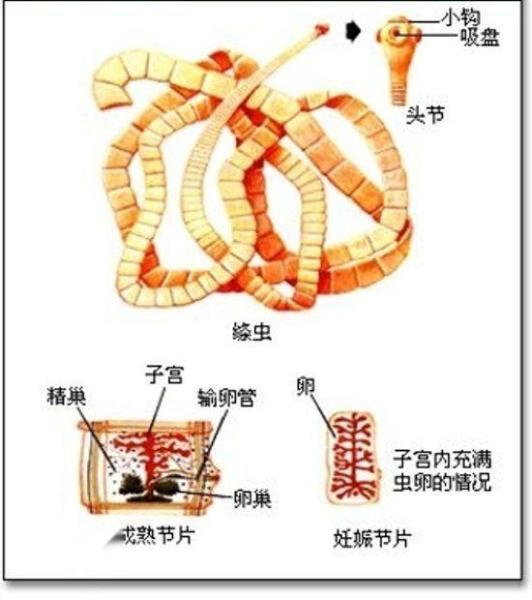 2,细粒棘球绦虫:虫体由1个头节和3至4个节片组成,全长不超过7毫米.
