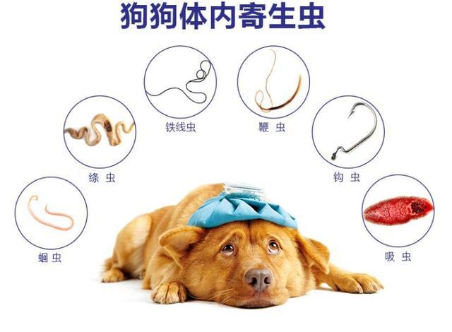 养狗经验 狗狗体内最常见的寄生虫之:绦虫_腾讯新闻