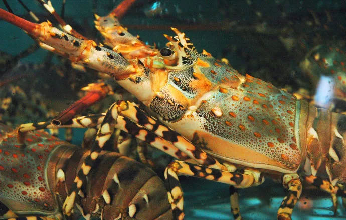 《隐秘的角落》带火湛江美食,包你"食过返寻味"!