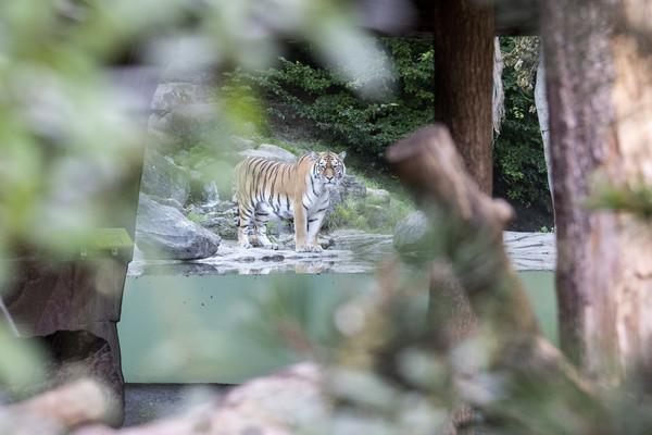 苏黎世动物园5岁母虎突攻击当场咬死饲育员 游客惊恐目睹 苏黎世动物园 西伯利亚虎 苏黎世 伊莉娜 老虎 瑞士 社会