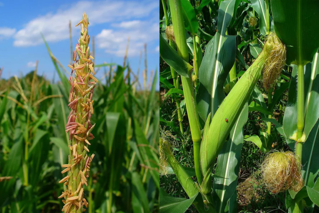 玉米为什么会长胡须?玉米不能没有须吗?