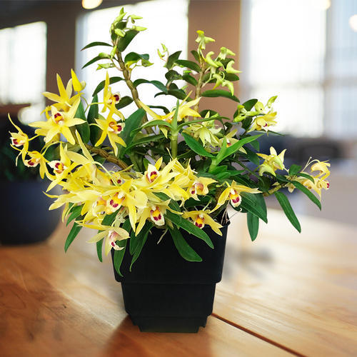 石斛兰栽种简单易成活如何栽种石斛兰更好