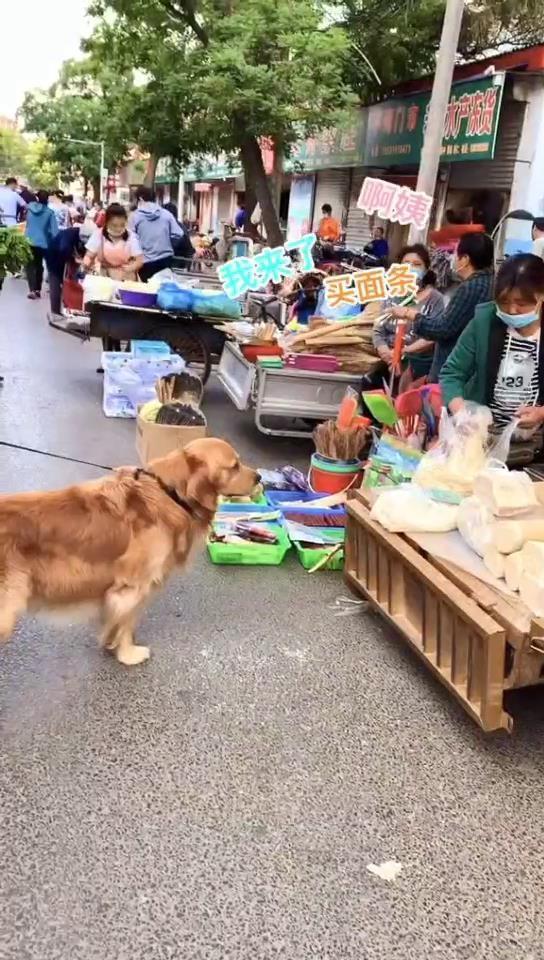 嗜面如命 金毛犬 老板来碗面条不用打包了 我现在吃 腾讯新闻