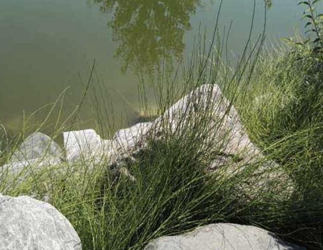 小溪边的1种"无叶草",以往被当成杂草,如今珍贵,少有人知!