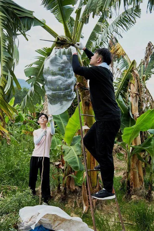 向往的生活|《向往的生活》收视率一路下滑，慢综艺要怎么才能玩出新花样？