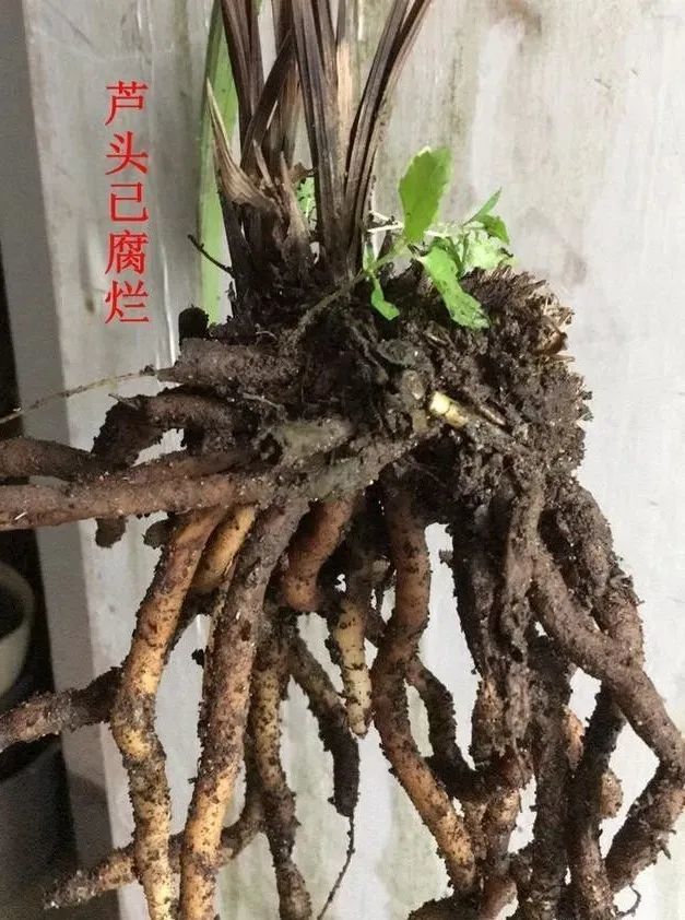 烂根的兰花都能救活?兰友:这样的趁早丢掉