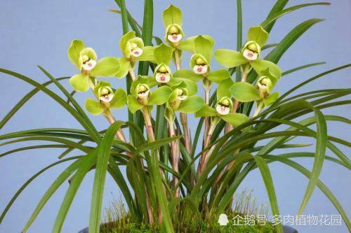 兰花|兰花的寿命有多长，这样方法，让你兰花寿命延长