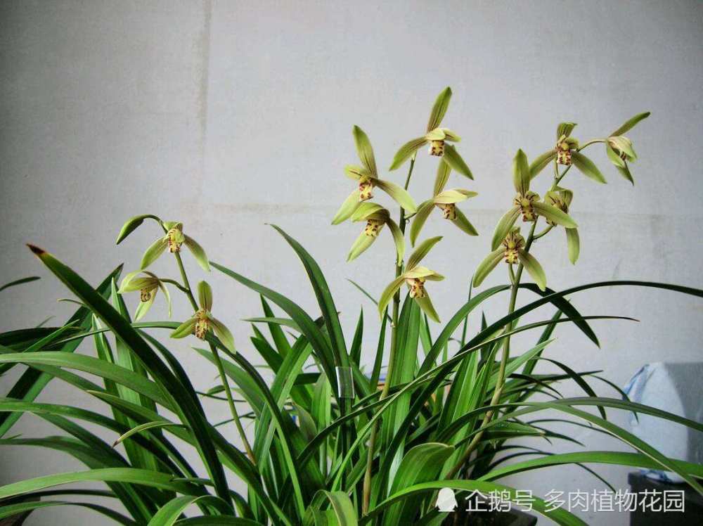 兰花|兰花的寿命有多长，这样方法，让你兰花寿命延长