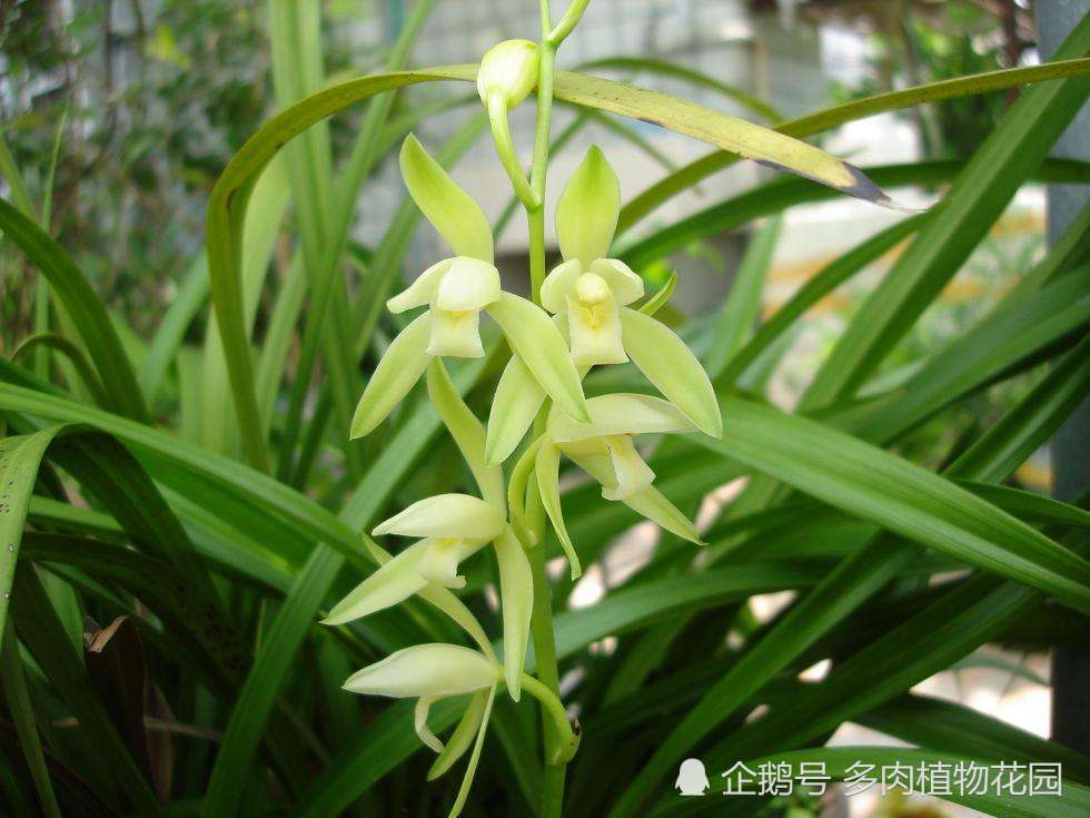 兰花|兰花的寿命有多长，这样方法，让你兰花寿命延长