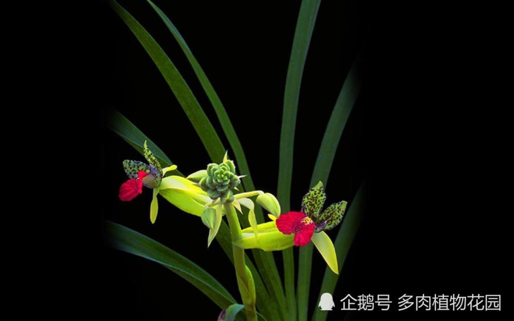 兰花|兰花的寿命有多长，这样方法，让你兰花寿命延长