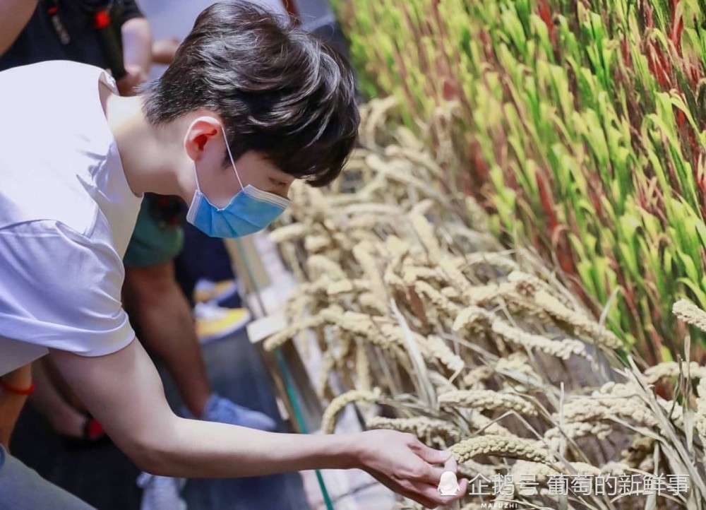 萤火虫|从《光点》到《萤火虫》，肖战所传递的正能量正在“实体化”
