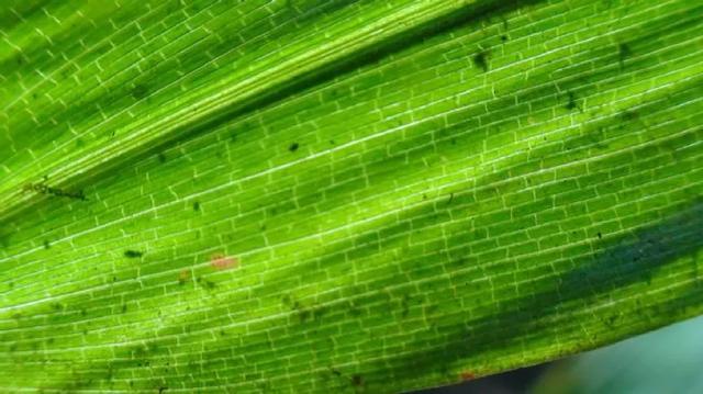 竹叶和淡竹叶不要傻傻的分不清