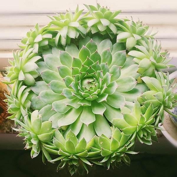 观音莲多肉外形美观大气,耐晒不怕热,做好几个关键点就爆盆