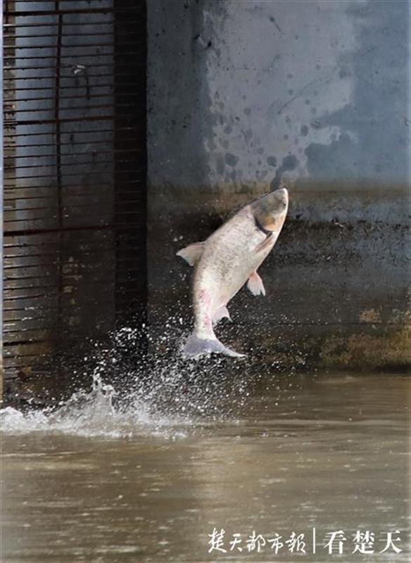 南湖畔,白鲢跃出水面