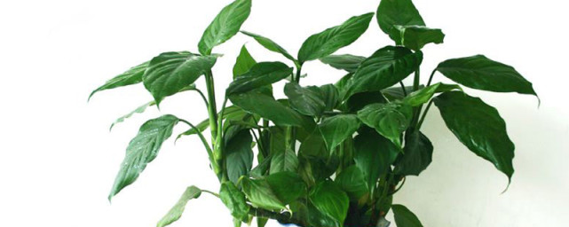 美观实用盆栽 碧绿常青万年青 空气清洁小帮手 广东万年青 盆栽 花叶万年青 虎眼万年青