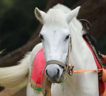 86版西游记白龙马悲惨遭遇死后尸骨无存疑被人吃