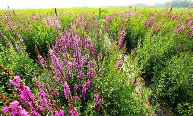 这种植物小时候经常见,它的花语有点悲伤,但是农民伯伯很喜欢它小黑讲