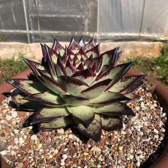 多肉配土 千千万 优质土需符合 当地气候 否则都是胡扯 腾讯新闻