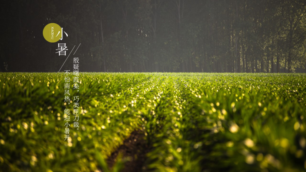 二十四节气|小暑神清夏日长『二十四节气』
