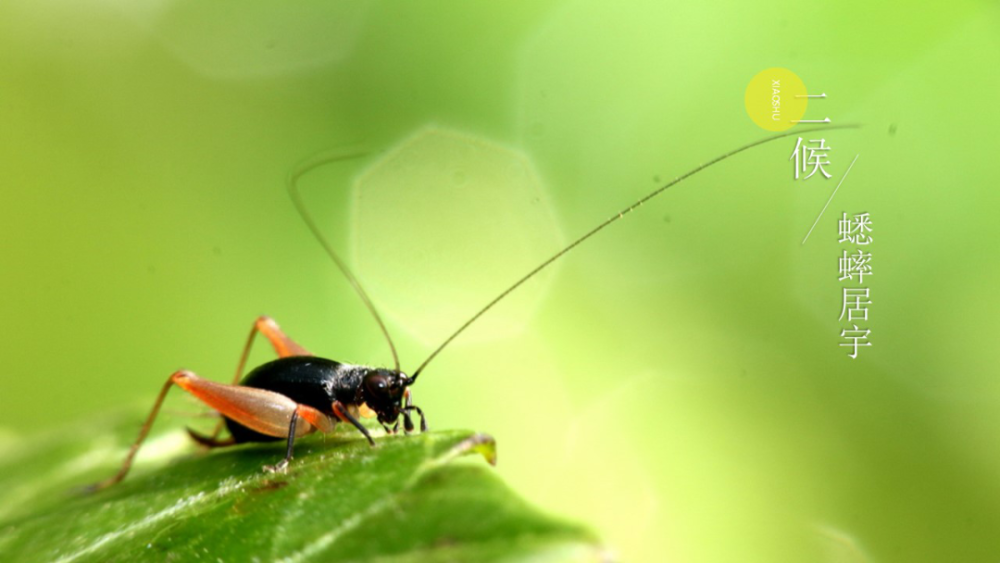 二十四节气|小暑神清夏日长『二十四节气』