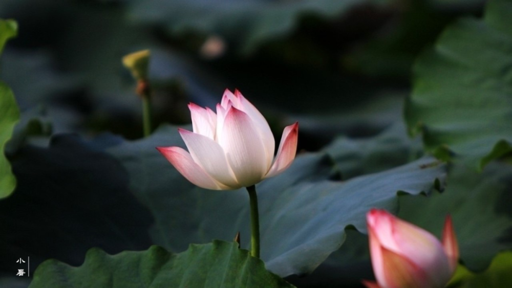 二十四节气|小暑神清夏日长『二十四节气』