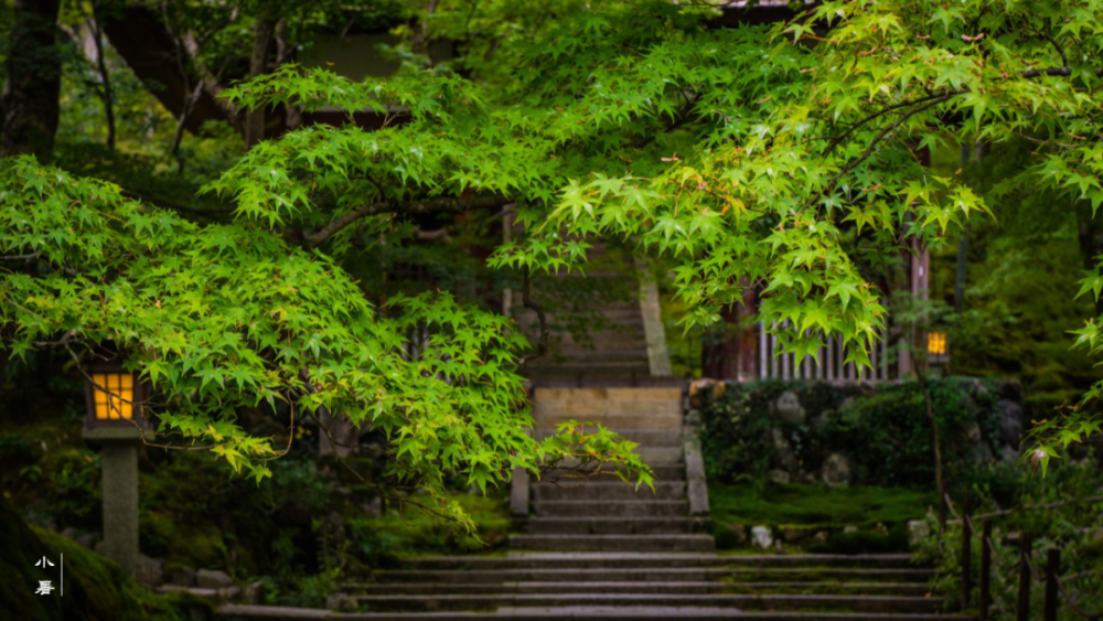 二十四节气|小暑神清夏日长『二十四节气』