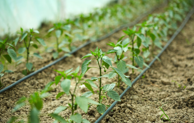 辣椒栽培:农民花5块钱买醋,辣椒产量就能增3成?喷醋方法绝了