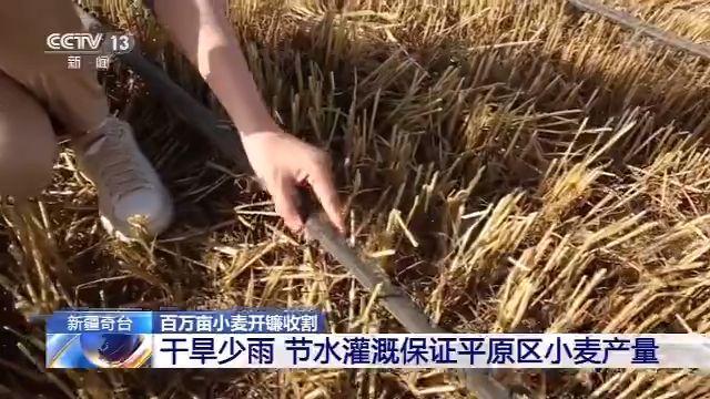 奇台县|新疆奇台百万亩小麦开镰收割 日收割量达10万亩地