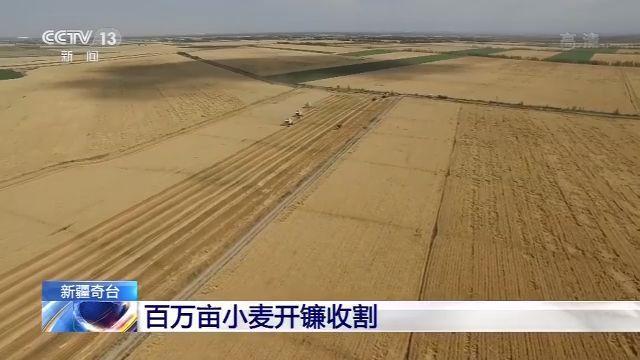 奇台县|新疆奇台百万亩小麦开镰收割 日收割量达10万亩地