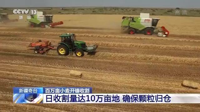 奇台县|新疆奇台百万亩小麦开镰收割 日收割量达10万亩地